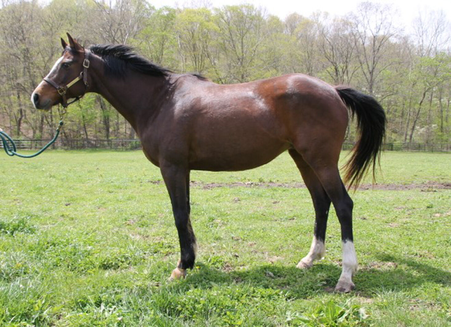 Last week's pet, still available: Miss Fark